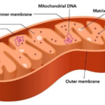 Boostez vos mitochondries avec une  approche intégrative