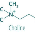 La choline : le micronutriment ignoré.