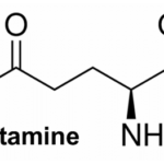 La glutamine protectrice intestinale