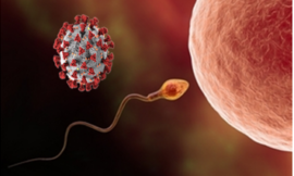 L’infertilité Post covid 19 : Est ce qu’elle existe ?